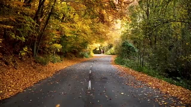 Autumn Forest Drive