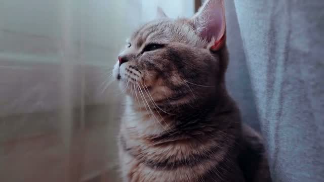 Cat Close-Up Eyes