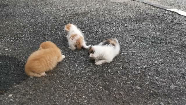 Kittens Together