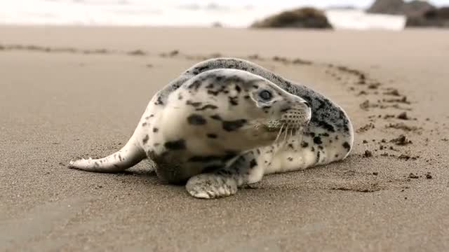 Seal Pup on the Sand